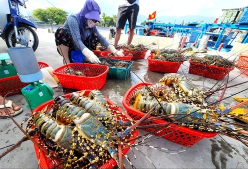Mơ thấy bán tôm đánh số 46 – 64