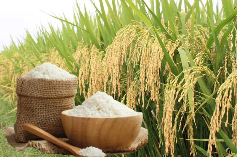 Toàn cảnh bức tranh biến động giá lúa gạo hôm nay tại thị trường nội địa.