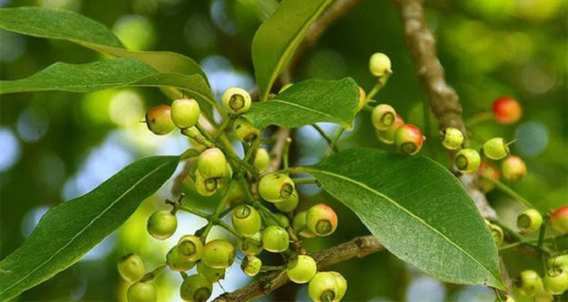 Hoạt chất đắng từ nụ và lá vối giúp hỗ trợ kiểm soát, ổn định đường huyết tự nhiên.