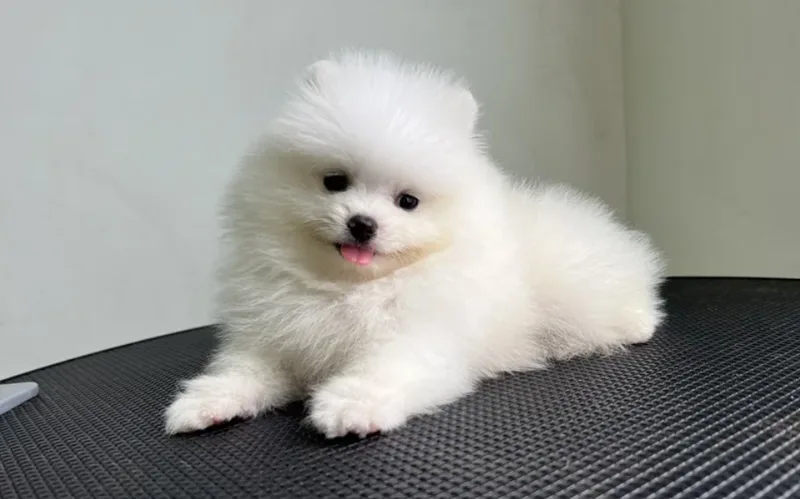 Màu sắc của chú chó con trong giấc mơ mang những thông điệp tâm linh riêng biệt về các mối quan hệ và bản lĩnh cá nhân.