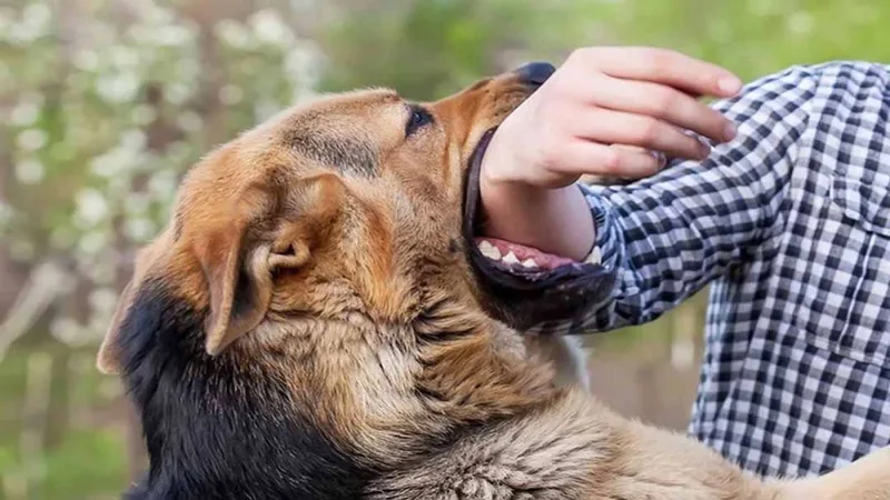 Giấc mơ bị chó con cắn là lời nhắc nhở bạn nên cẩn trọng hơn trong các mối quan hệ xã giao ở thực tế.
