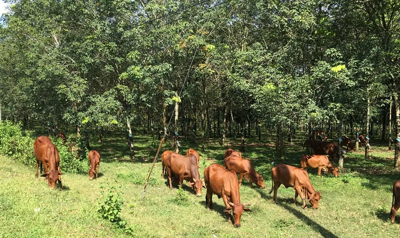 Bò vàng bước vào nhà hay thong dong ăn cỏ dự báo vận may tài chính chuẩn bị gõ cửa gia đình.