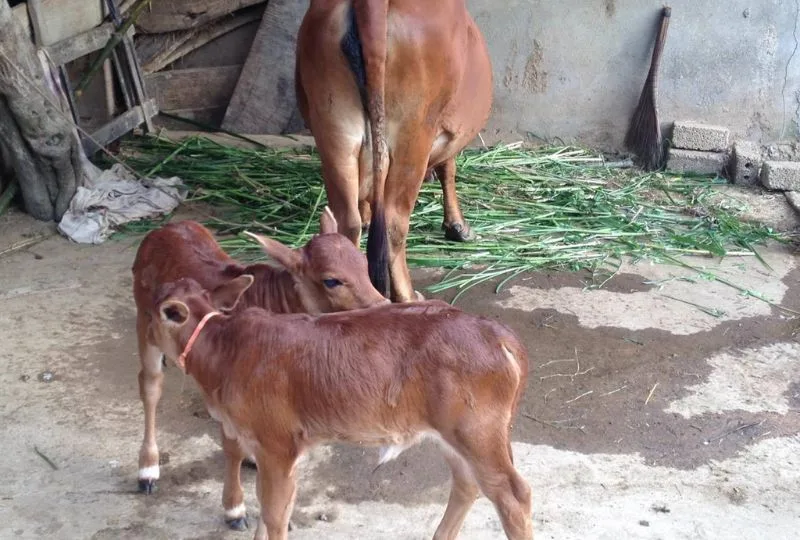 Chiêm bao thấy bò vàng sinh con hay cưỡi bò thể hiện sự thăng tiến công danh và hỷ sự.