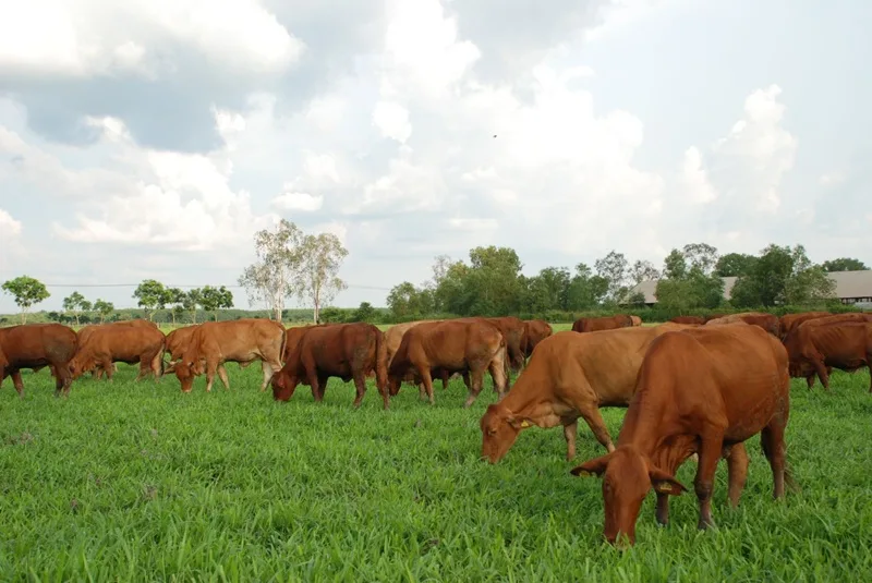 Giữ vững tinh thần siêng năng và quản lý tài chính thông minh để biến điềm may từ giấc mơ thành hiện thực.