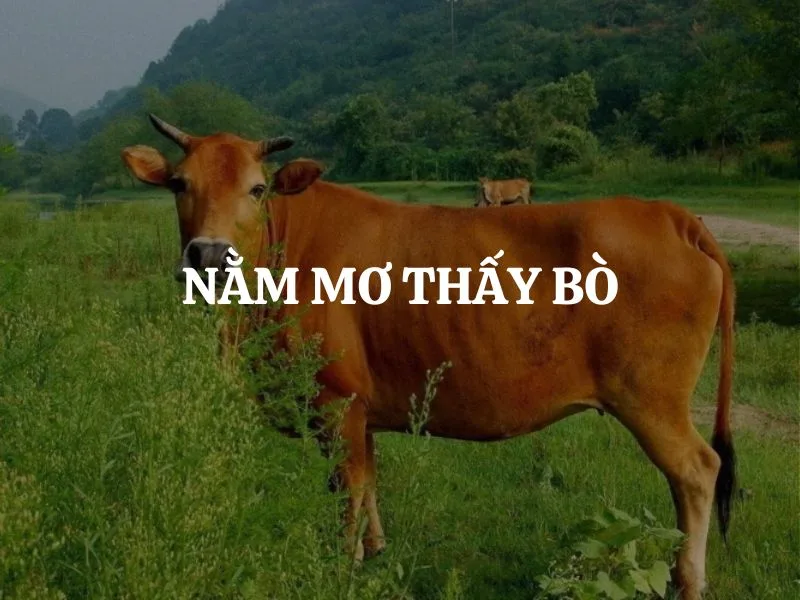 Mơ thấy con bò vàng là chiêm bao cát lành, mang lại thông điệp về tài lộc và sự thịnh vượng.